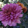 Chrysanthemums in front garden (Chrysanthemum)