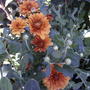 Rust coloured Chrysanthemums (Chrysanthemum)