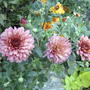 Chrysanthemums in garden (Chrysanthemum)