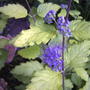 Golden Bluebeard (Caryopteris incana 'Jason')