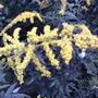 Goldenrod (Solidago canadensis (Canadian Golden Rod))