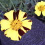 Marigolds