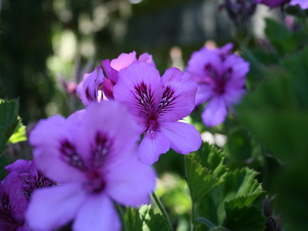 A garden flower photo (Geranium)