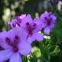 Img_0681