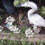 Garlic Chives in garden (Allium tuberosum (Garlic chives))