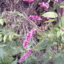 Kiss Me Over the Garden Gate (Persicaria orientalis)