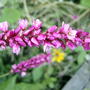 Kiss Me - closer (Persicaria orientalis)