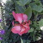 Pink Canna (Canna 'Tropical Rose')
