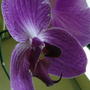 Purple orchid