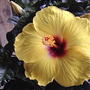 Yellow hibiscus (hibiscus)