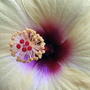 Hibiscus center (hibiscus)