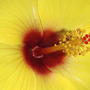 Hibiscus - yellow (hibiscus)