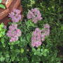 Sedum 'Brilliant' (Sedum spectabile 'Brilliant')