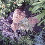 Sedum 'Autumn Joy' (Sedum 'Herbstfreude')