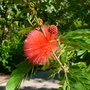 Calliandra haematocephala
