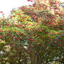 Dombeya cacuminum - Strawberry Snowball Tree (Dombeya cacuminum)