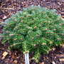 Abies_koreana_nadelkissen