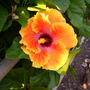Hibiscus rosa-sinensis - Hibiscus Flower (Hibiscus rosa-sinensis)