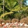 Flamingos at San Diego Zoo, CA
