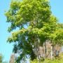 Acrocarpus fraxinifolius - Pink Cedar (Acrocarpus fraxinifolius - Pink Cedar)