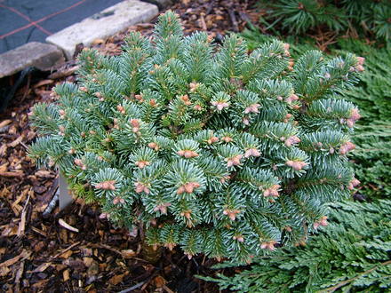 Abies lasiocarpa 'Alpine Beauty' (Abies lasiocarpa (alpine fir))