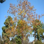 Acrocarpus fraxinifolius - Pink Cedar - In Bloom (Acrocarpus fraxinifolius)
