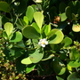 Clusia rosea - Autograph Tree (Clusia rosea)