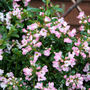 Escallonia
