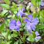 Vinca minor