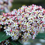 Rubella in bloom (Skimmia japonica (Skimmia))