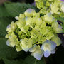 Hydrangea (Hydrangea macrophylla)