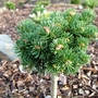 Abies lasiocarpa 'Stanley K.' (Abies lasiocarpa (alpine fir))