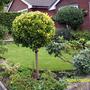 Front garden  evergreen planting