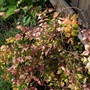Kolkwitzia amabilis (American Beauty Bush)