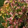 Kolkwitzia amabilis (American Beauty Bush)