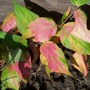 Kolkwitzia amabilis (American Beauty Bush)