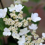 viburnum mophead (Viburnum plicatum (Japanese snowball bush))