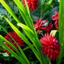 More pics of the red dahlia...