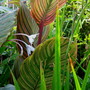 The last wave of Acidanthera