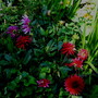 Dahlias again!