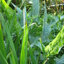 The leaves of the Calla Lily