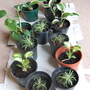 Hostas and ornamental grasses