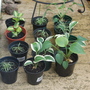 Hostas and ornamental grasses