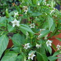 Chili peppers in flower (Capsicum frutescens (Chilli))