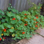 nasturtiums (Tropaeolum)
