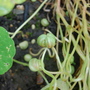 Nasturtium seeds on plant (Tropaeolum)