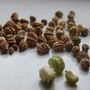 Nasturtium seeds (Tropaeolum)