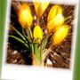 crocus (crocus)