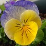 viola (viola)