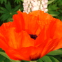 poppy (Papaver orientale (Oriental poppy))